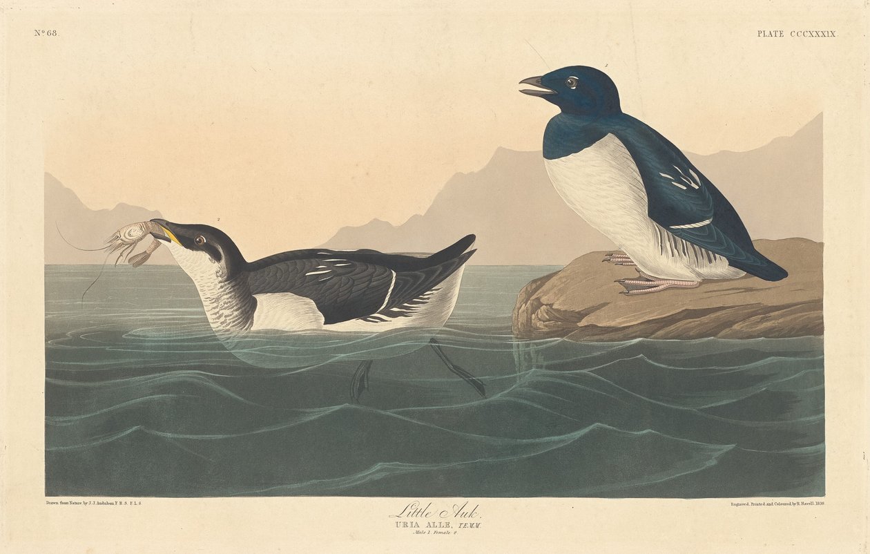 Little Auk, 1836. 作者 罗伯特·哈维尔