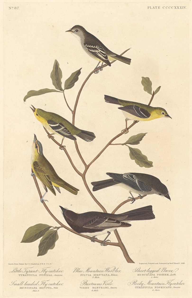 小霸王鶲，小头鳾，蓝山莺...，1838年。 作者 罗伯特·哈维尔