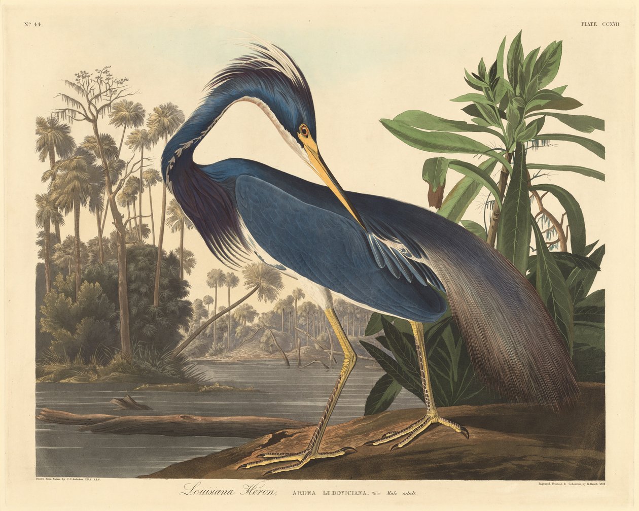Louisiana Heron, 1834. 作者 罗伯特·哈维尔