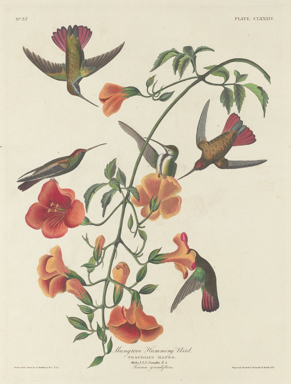 红树林蜂鸟，1834年。 作者 罗伯特·哈维尔