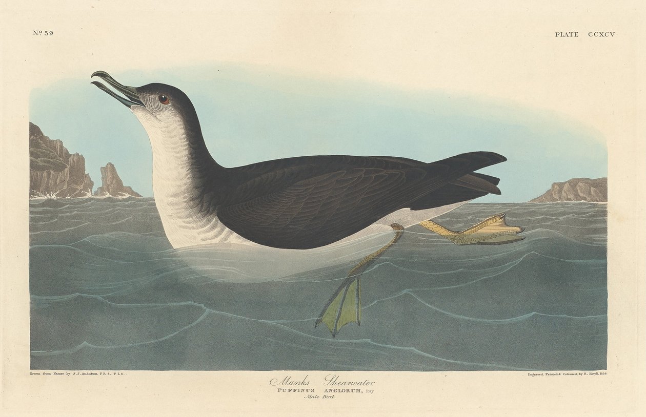 Manks Shearwater, 1836. 作者 罗伯特·哈维尔