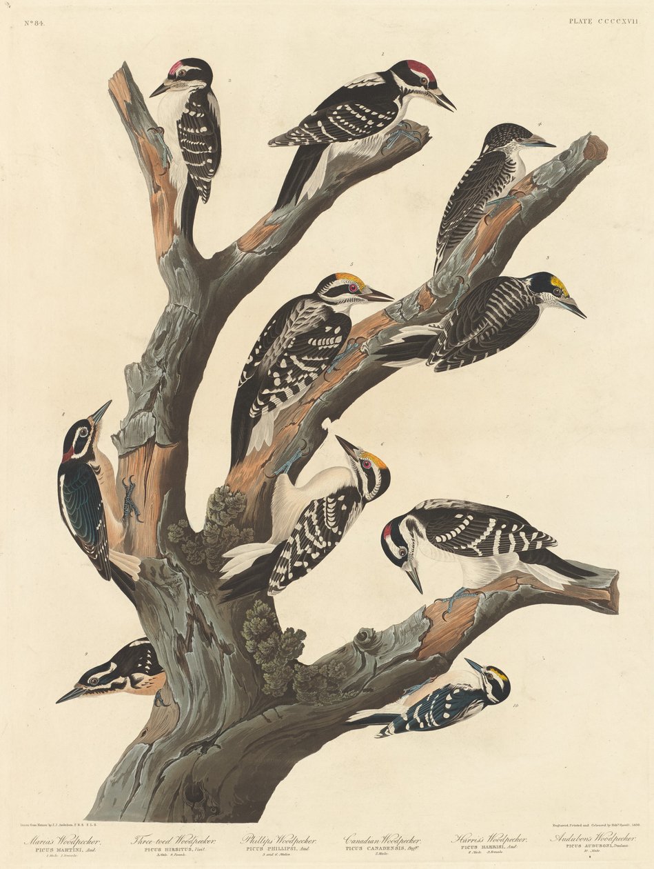 玛丽亚的啄木鸟，1838年。 作者 罗伯特·哈维尔