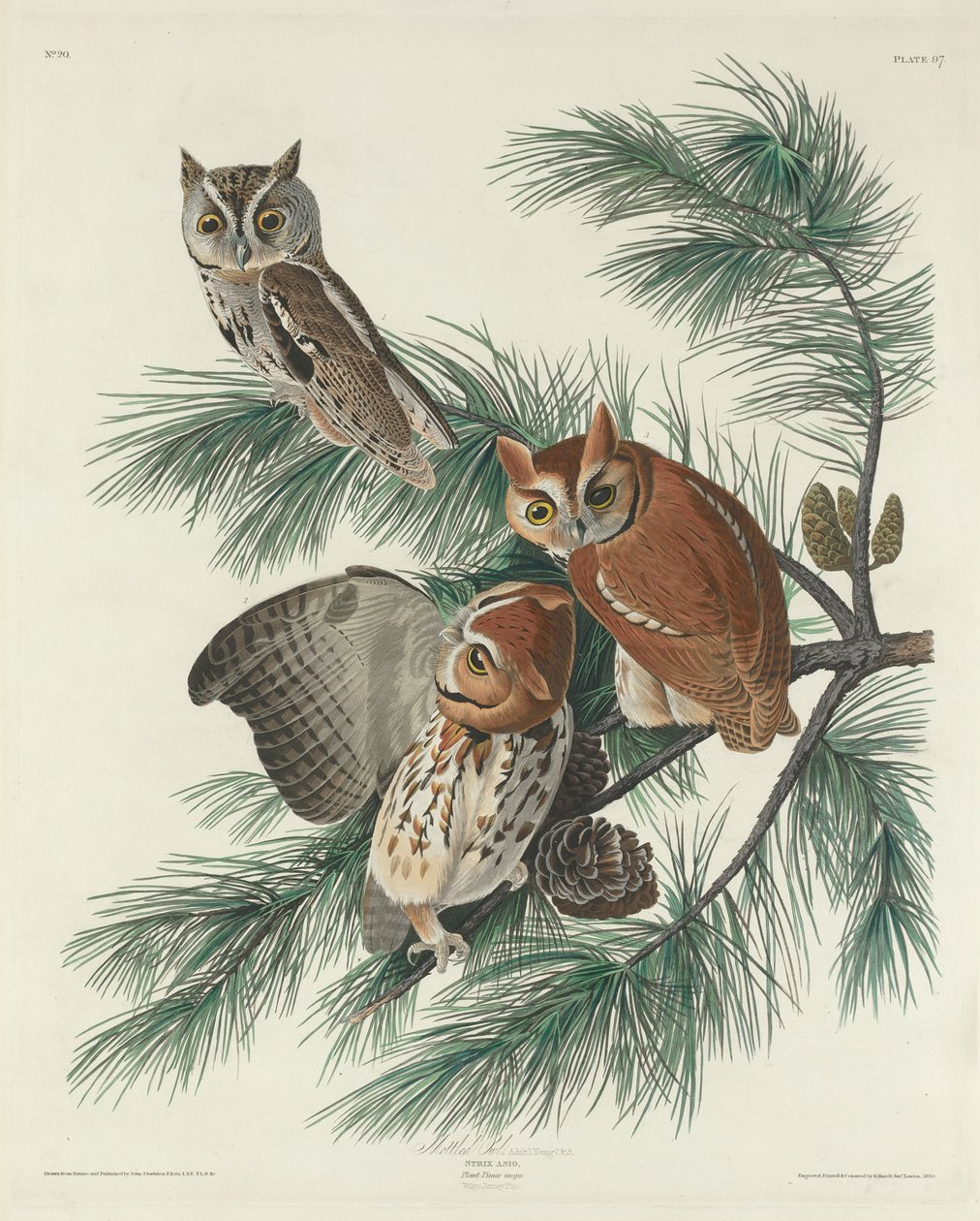 斑纹猫头鹰，1830年。 作者 罗伯特·哈维尔