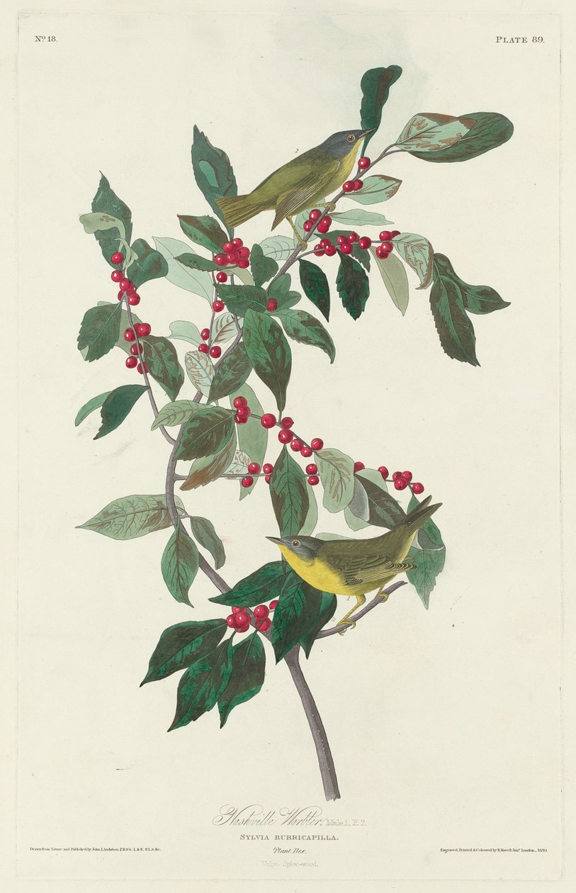 Nashville Warbler, 1830. 作者 罗伯特·哈维尔