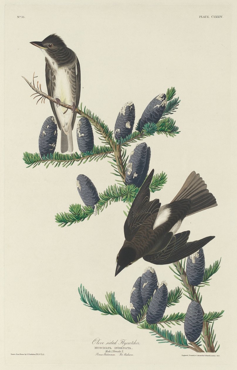 橄榄边的飞鸟，1833年。 作者 罗伯特·哈维尔