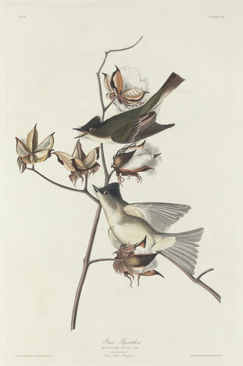 Pewit Flycatcher, 1831. 作者 罗伯特·哈维尔