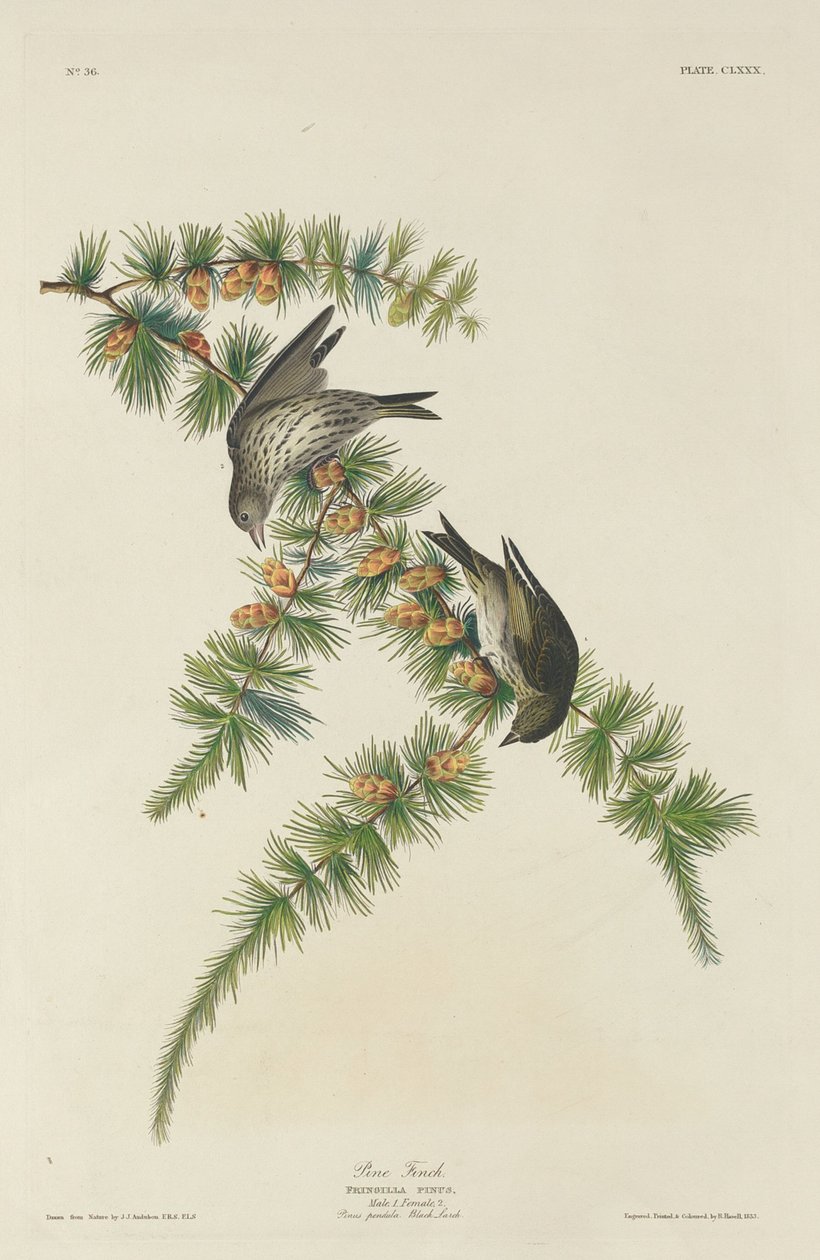 Pine Finch, 1833. 作者 罗伯特·哈维尔