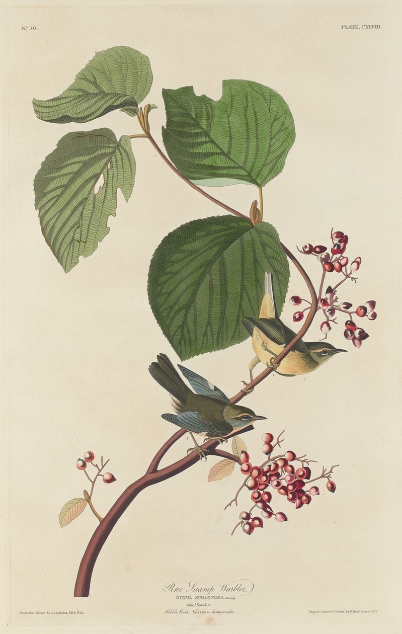 松树沼泽莺，1832年。 作者 罗伯特·哈维尔