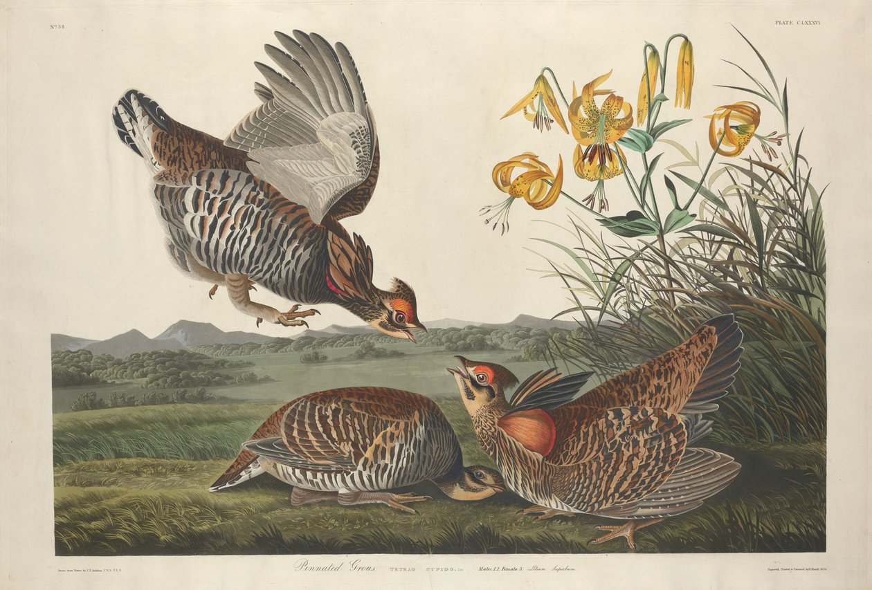Pinnated Grous, 1834. 作者 罗伯特·哈维尔