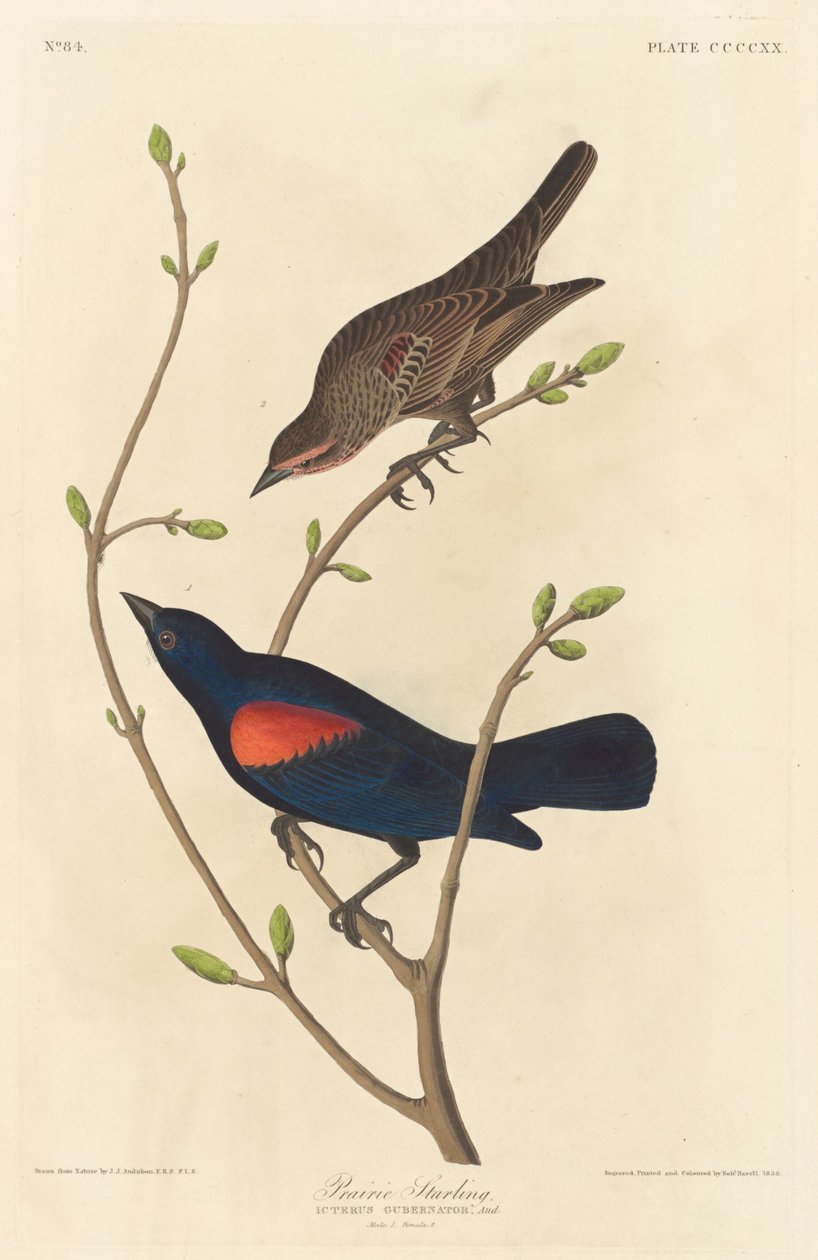 草原椋鸟，1838年。 作者 罗伯特·哈维尔
