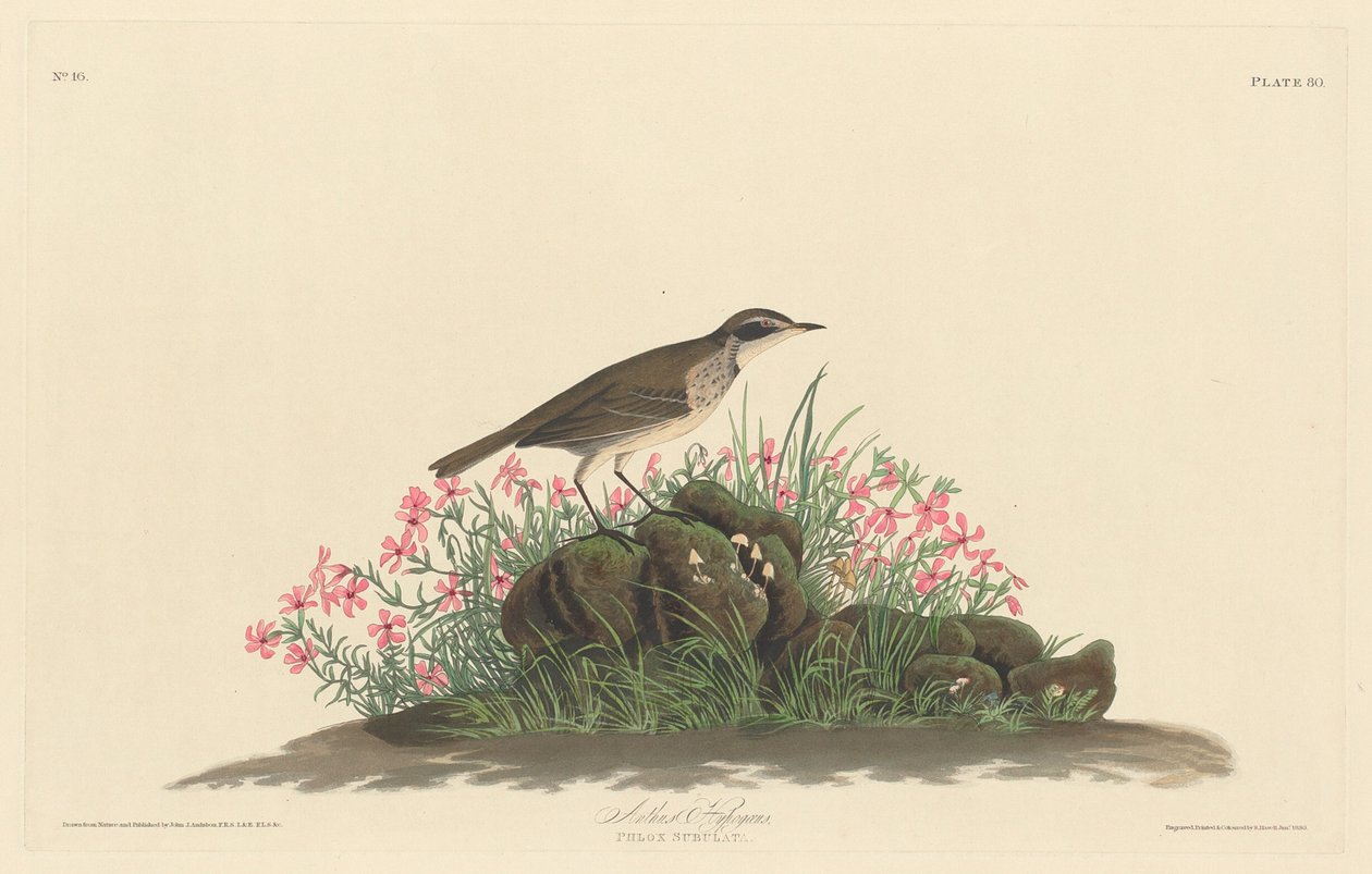 Prairie Titlark, 1830年。 作者 罗伯特·哈维尔