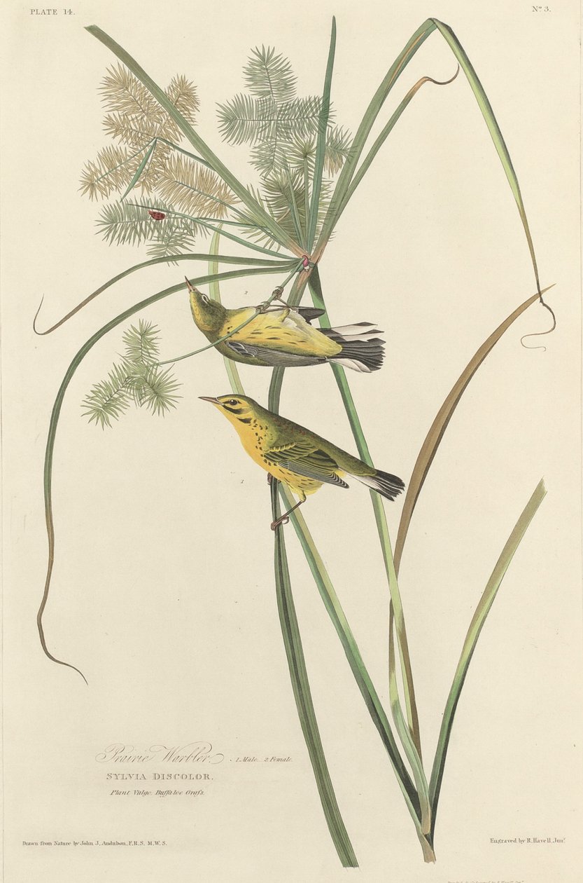 Prairie Warbler，1827年。 作者 罗伯特·哈维尔