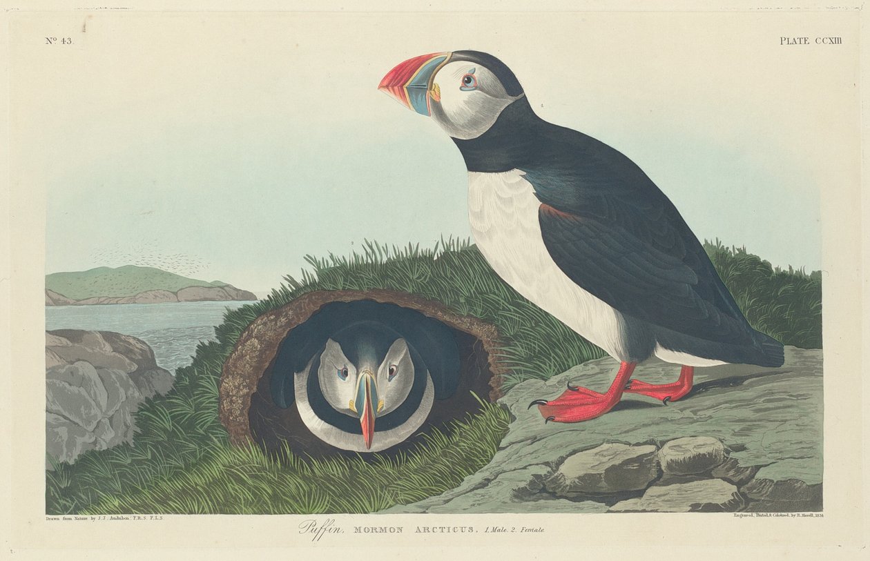 Puffin, 1834. 作者 罗伯特·哈维尔