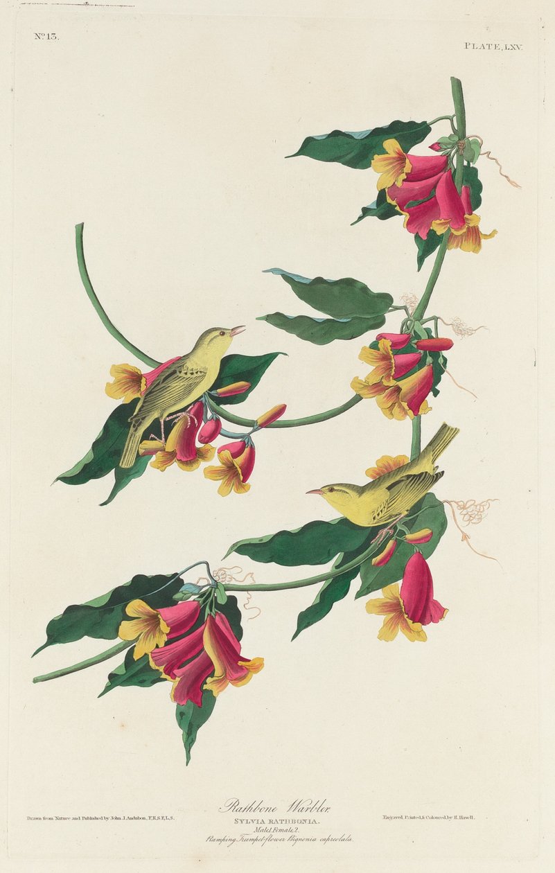 Rathbone Warbler, 1829. 作者 罗伯特·哈维尔