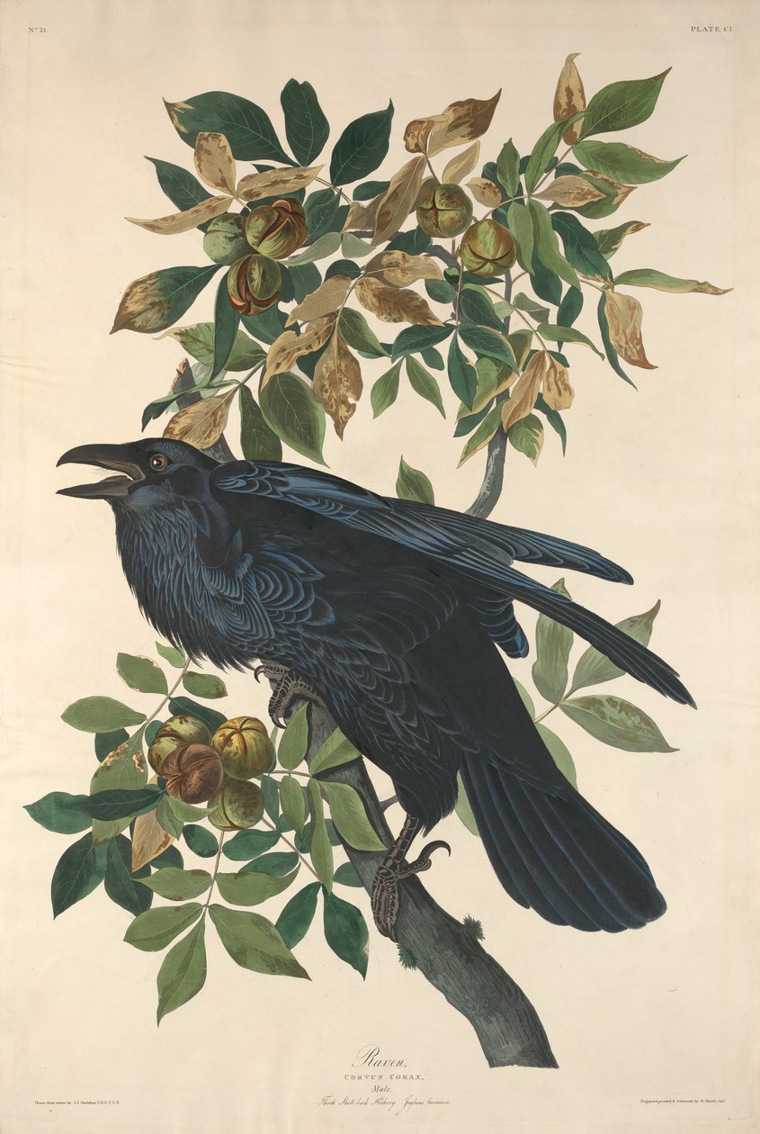 拉文，1831年。 作者 罗伯特·哈维尔