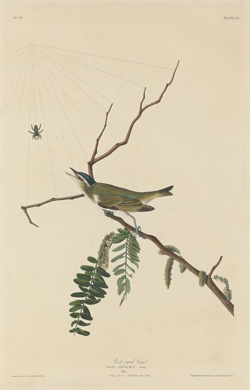 红眼维雷欧，1832年。 作者 罗伯特·哈维尔