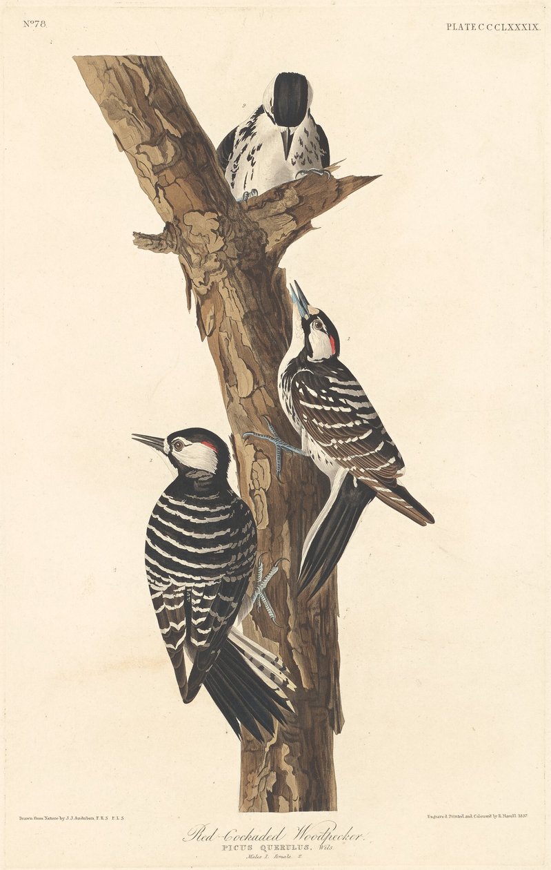 红鸡冠啄木鸟，1837年。 作者 罗伯特·哈维尔