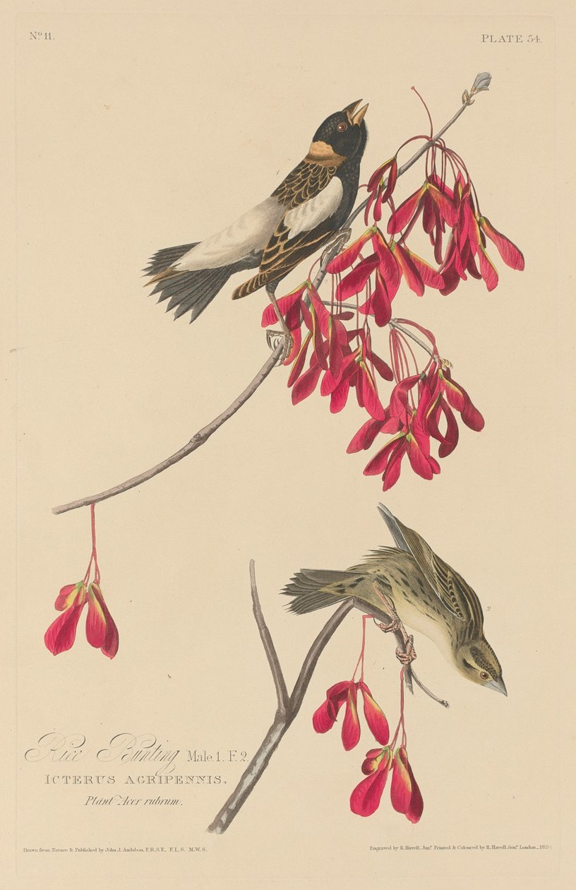 赖斯-邦廷，1829年。 作者 罗伯特·哈维尔