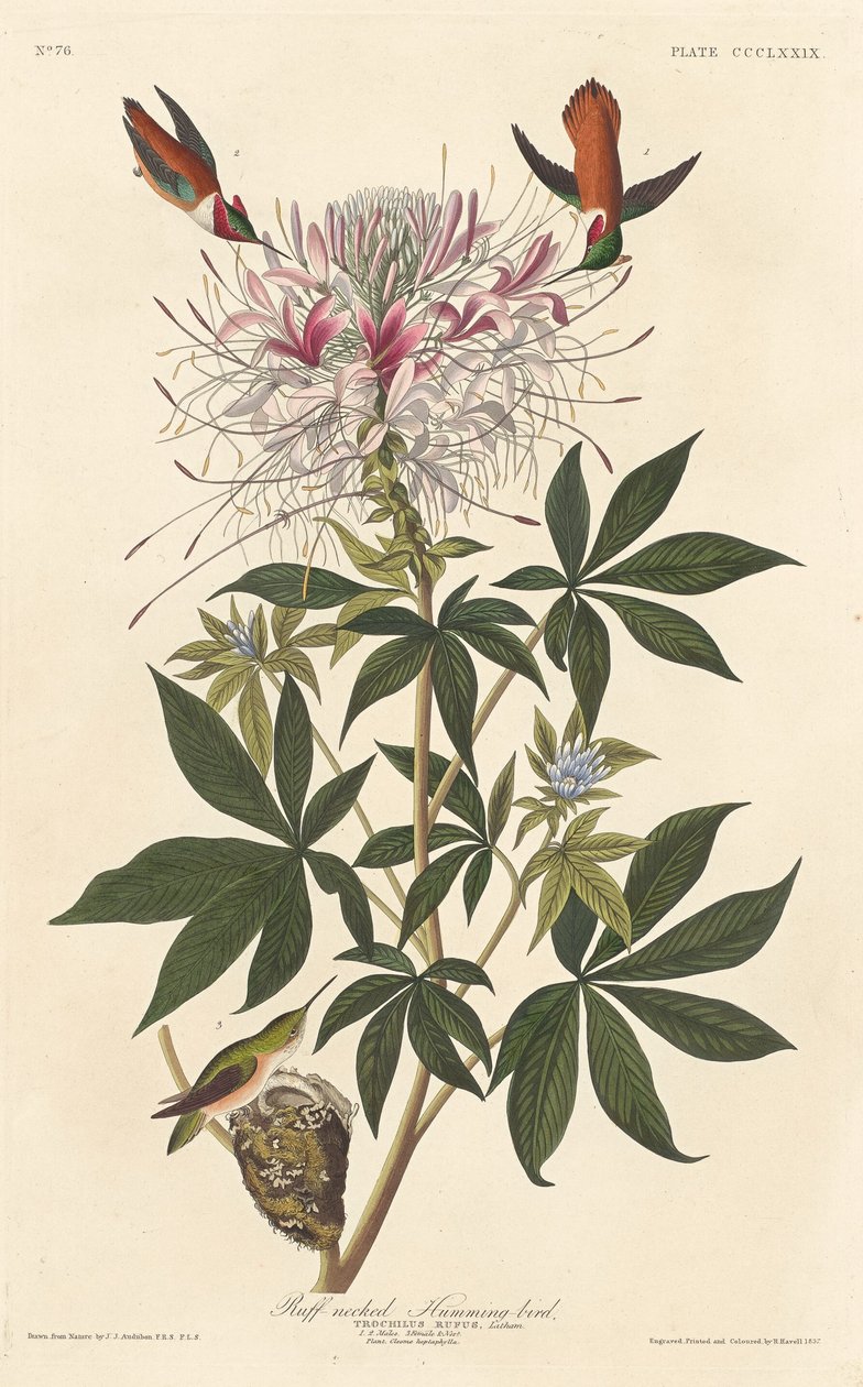 粗颈蜂鸟，1837年。 作者 罗伯特·哈维尔