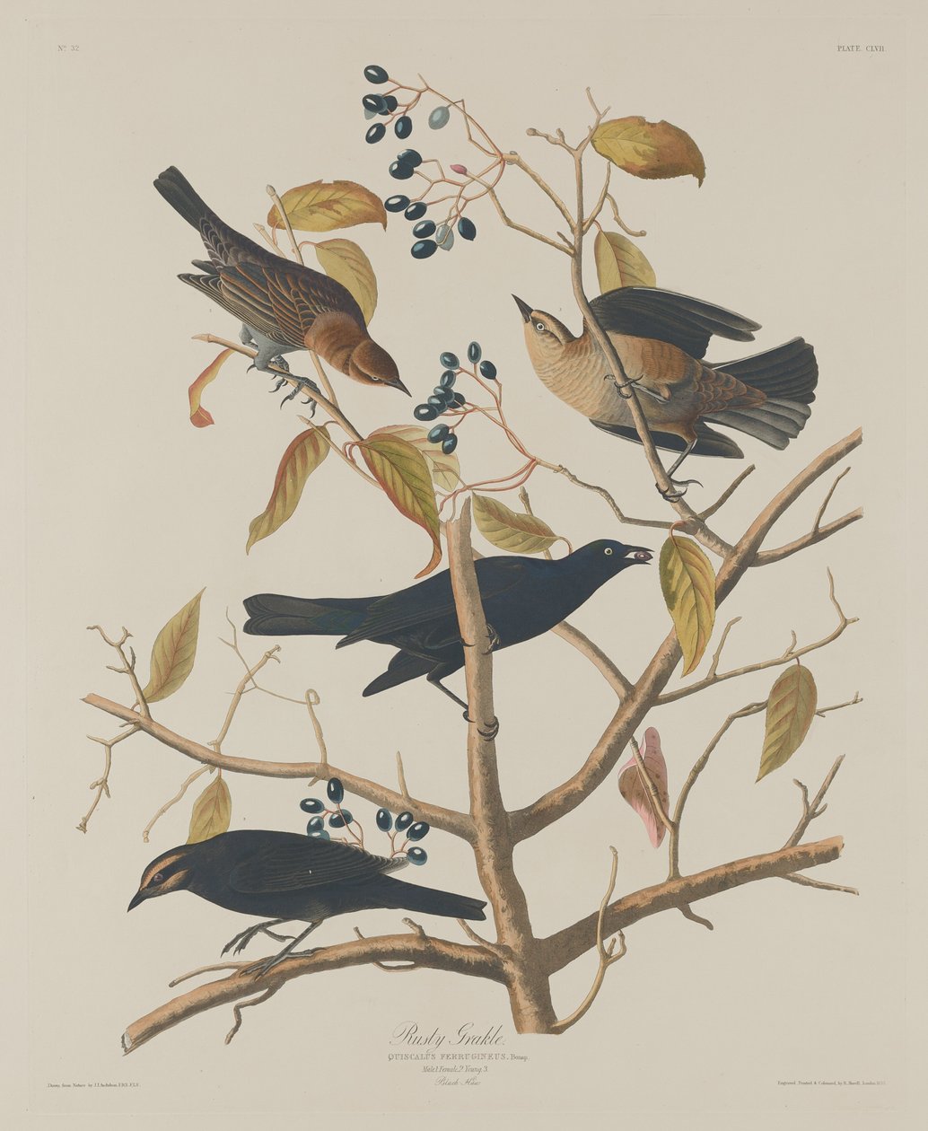 拉斯蒂-格拉克尔，1833年。 作者 罗伯特·哈维尔