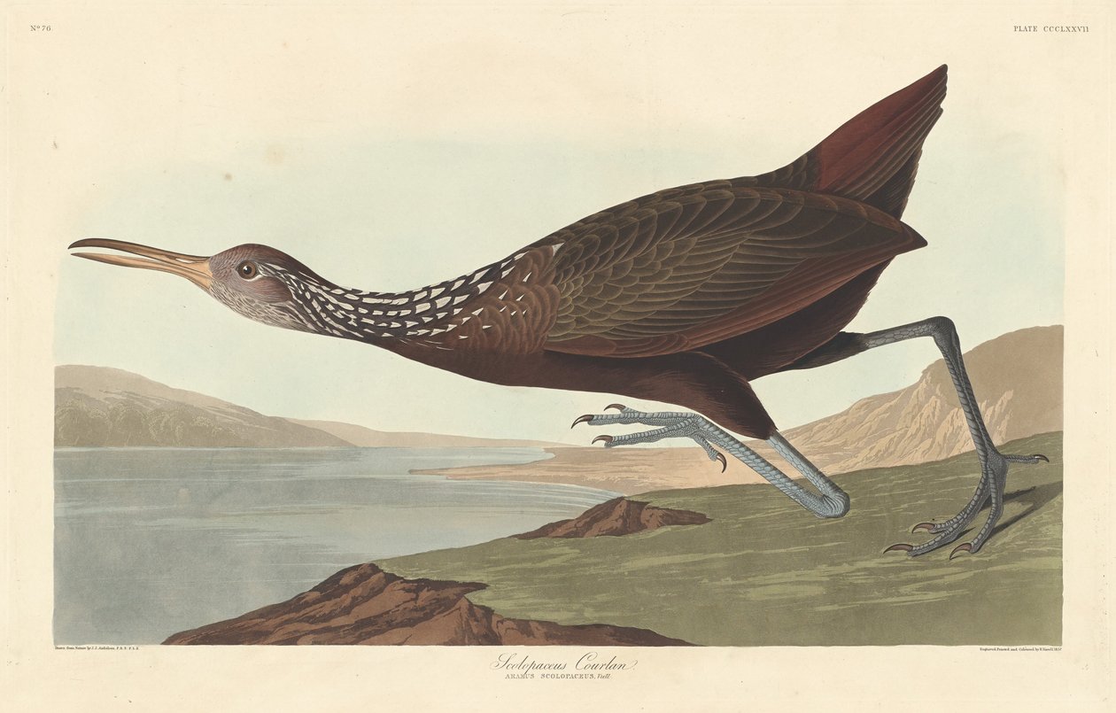 Scolopaceus Courlan, 1837. 作者 罗伯特·哈维尔