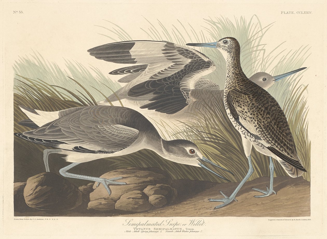 半棕榈鹬或Willet，1835年。 作者 罗伯特·哈维尔