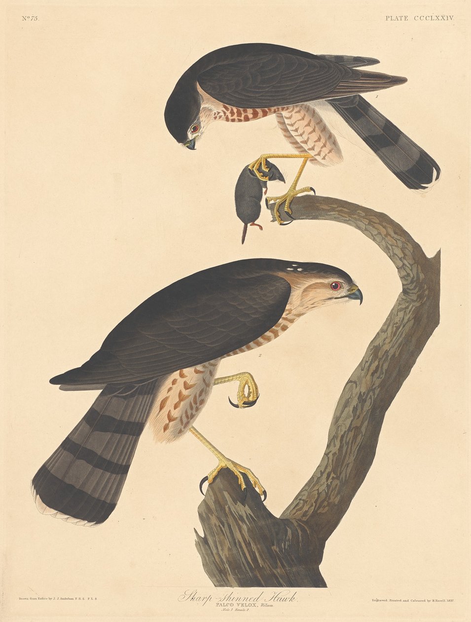 尖头鹰，1837年。 作者 罗伯特·哈维尔
