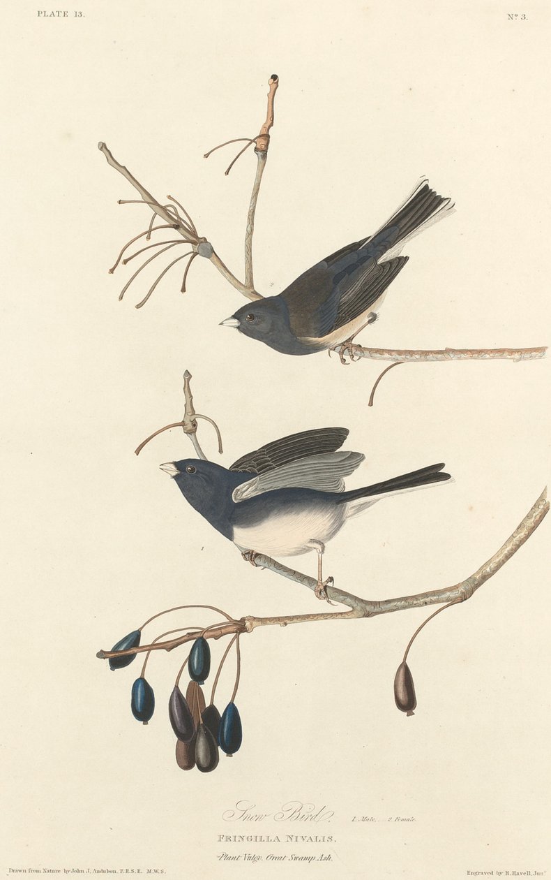 雪鸟，1827年。 作者 罗伯特·哈维尔