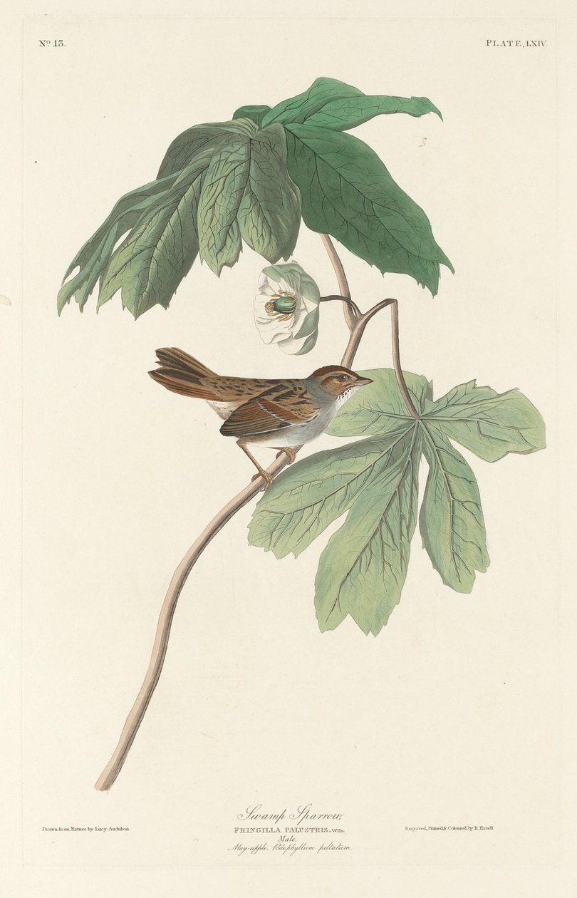 沼泽麻雀，1829年。 作者 罗伯特·哈维尔