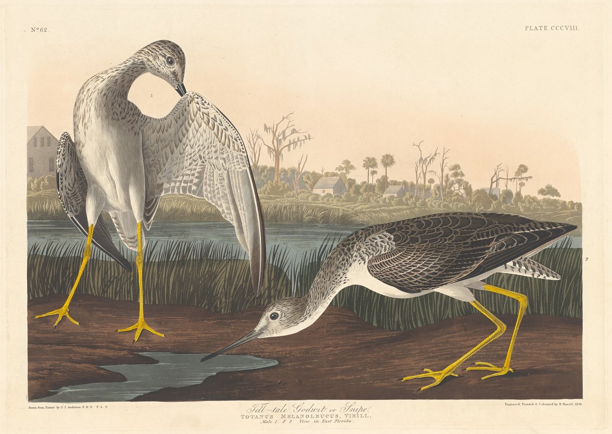Tell-tale Godwit, 1836年。 作者 罗伯特·哈维尔