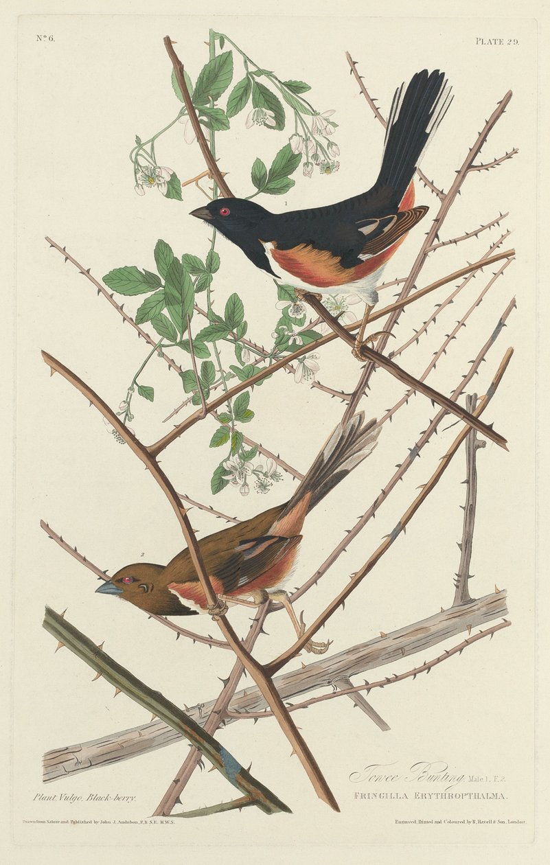 Towee Bunting, 1828. 作者 罗伯特·哈维尔
