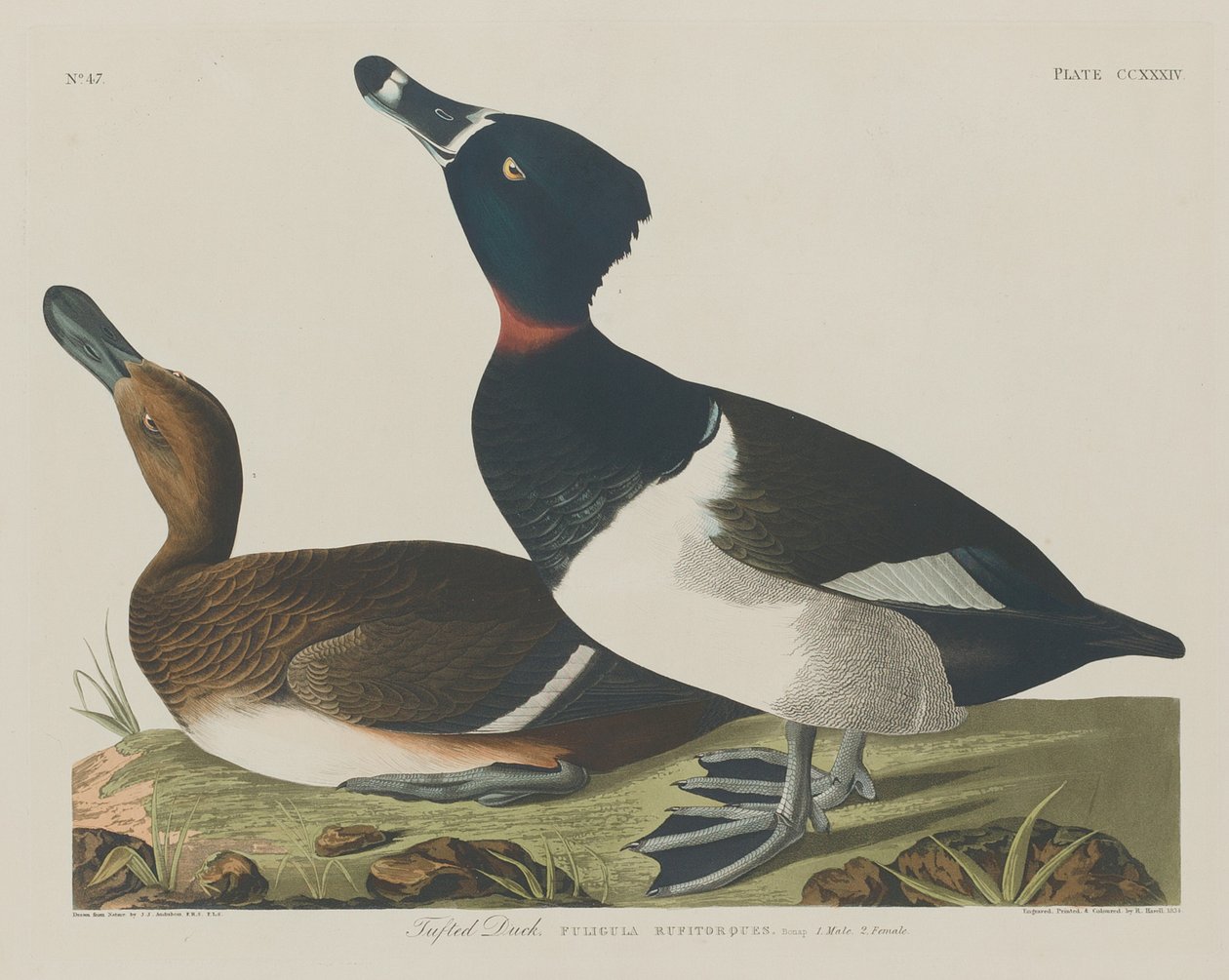 Tufted Duck, 1834. 作者 罗伯特·哈维尔