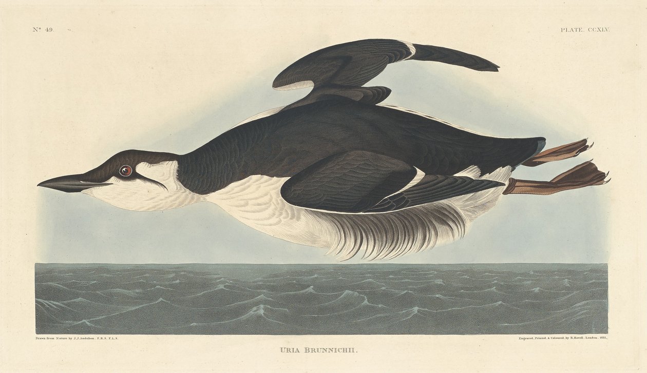 Uria Brunnichii, 1835. 作者 罗伯特·哈维尔
