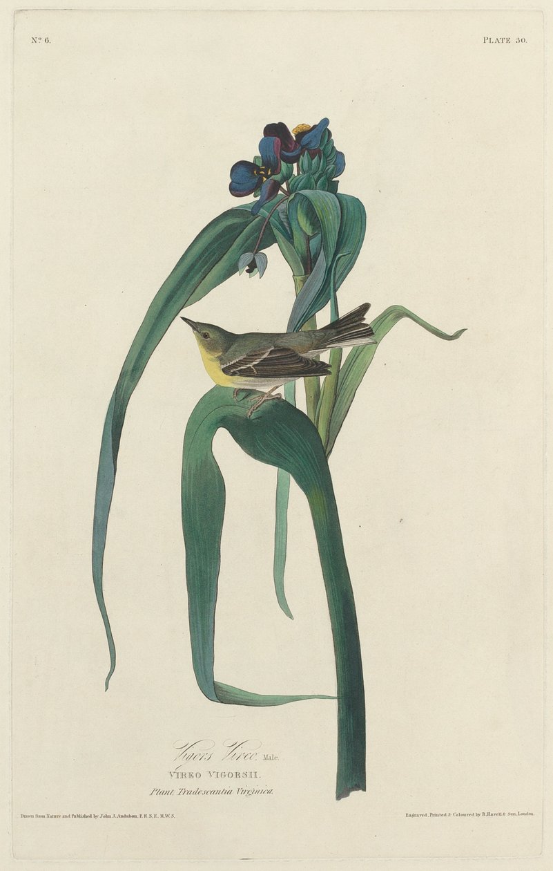 Vigor Vireo, 1828. 作者 罗伯特·哈维尔