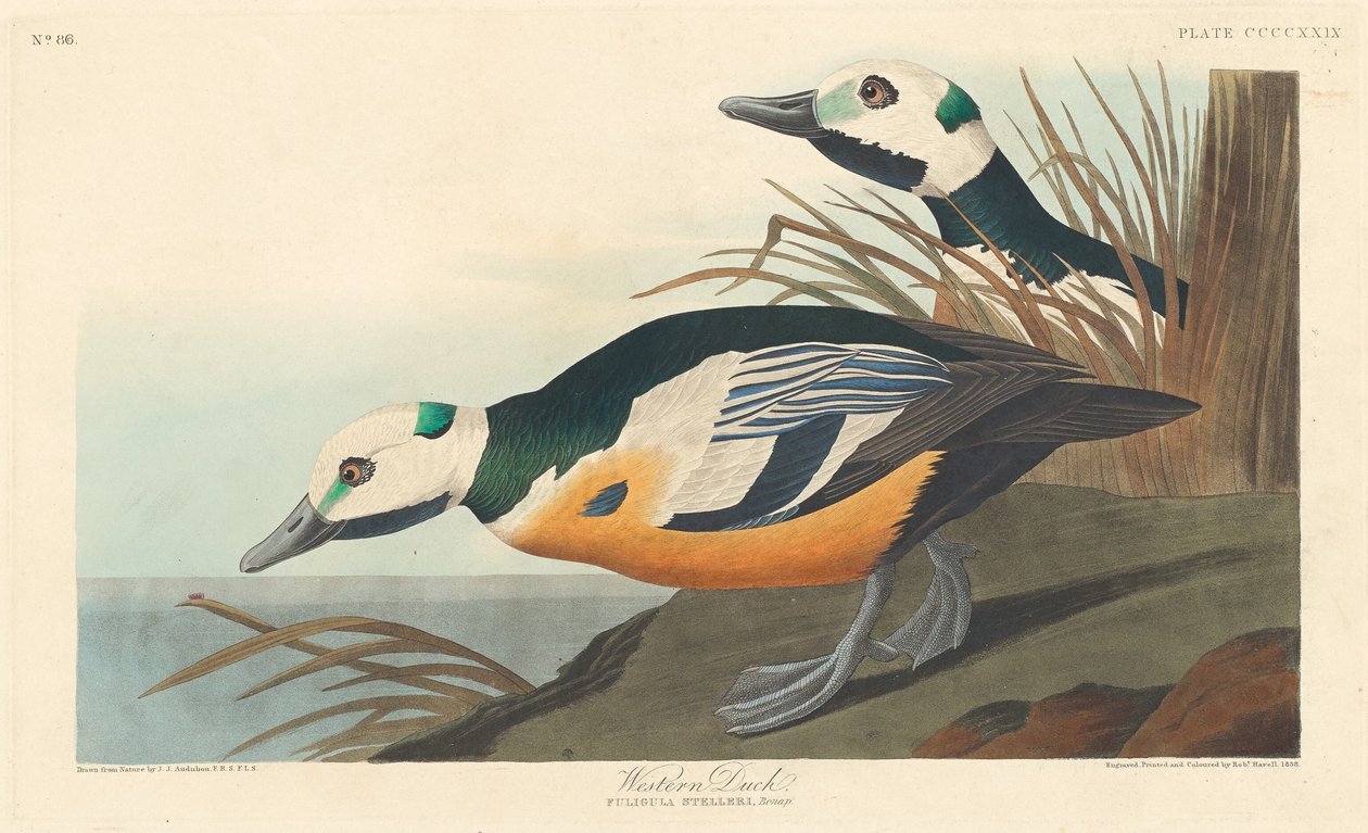 西部鸭子，1838年。 作者 罗伯特·哈维尔