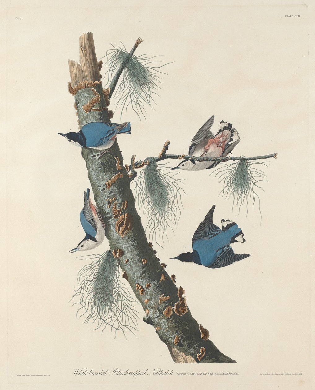白胸黑帽黄雀，1832年。 作者 罗伯特·哈维尔