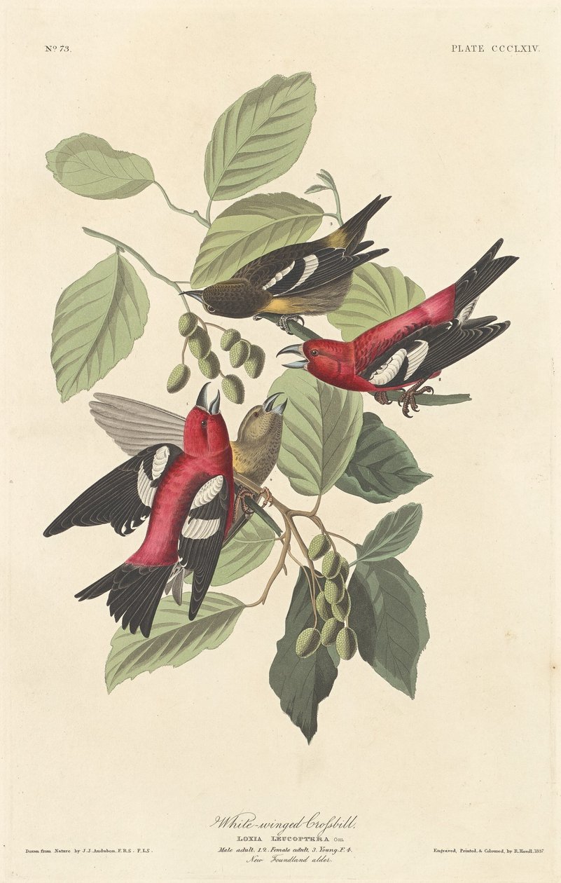白翅鹖冠子，1837年。 作者 罗伯特·哈维尔