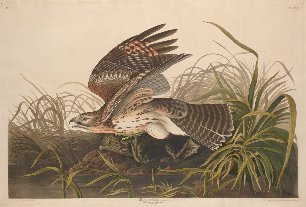 冬鹰，1829年。 作者 罗伯特·哈维尔