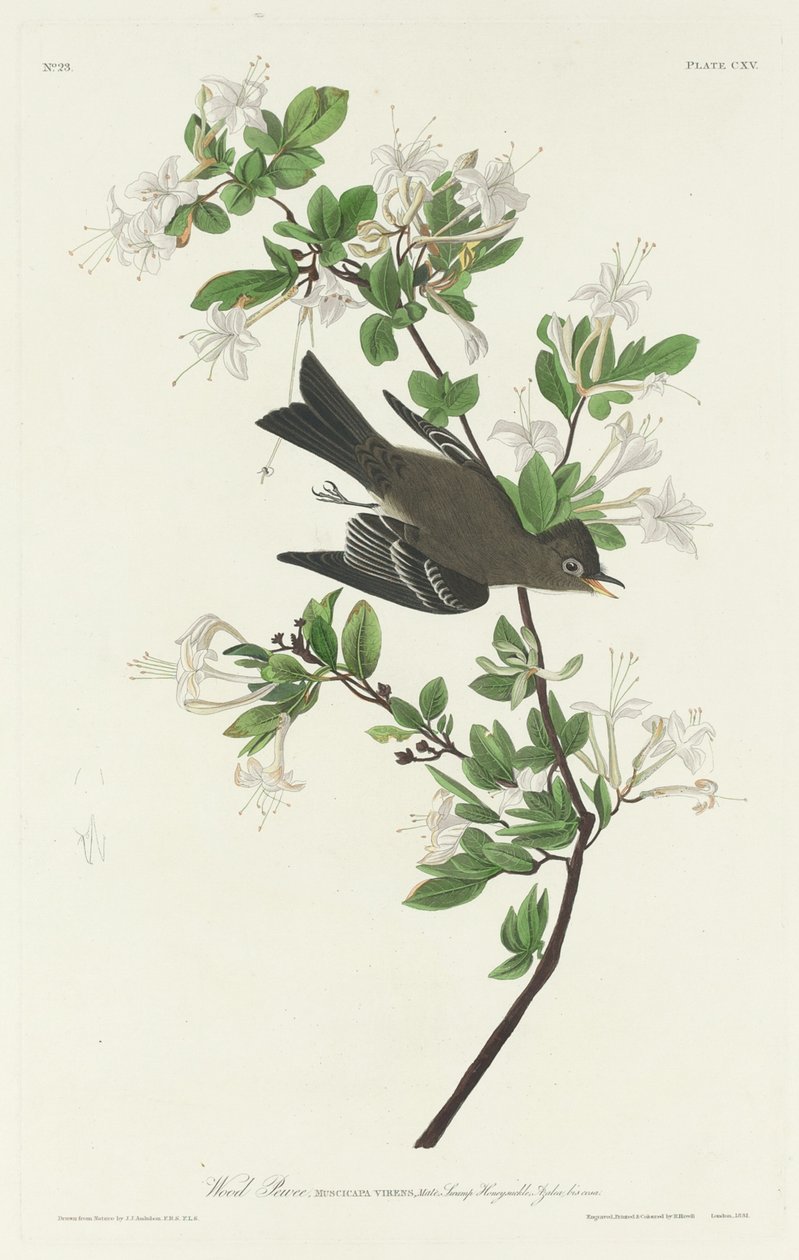 伍德-皮维，1831年。 作者 罗伯特·哈维尔