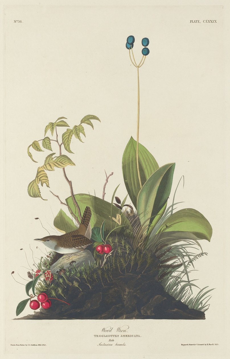 Wood Wren, 1833. 作者 罗伯特·哈维尔