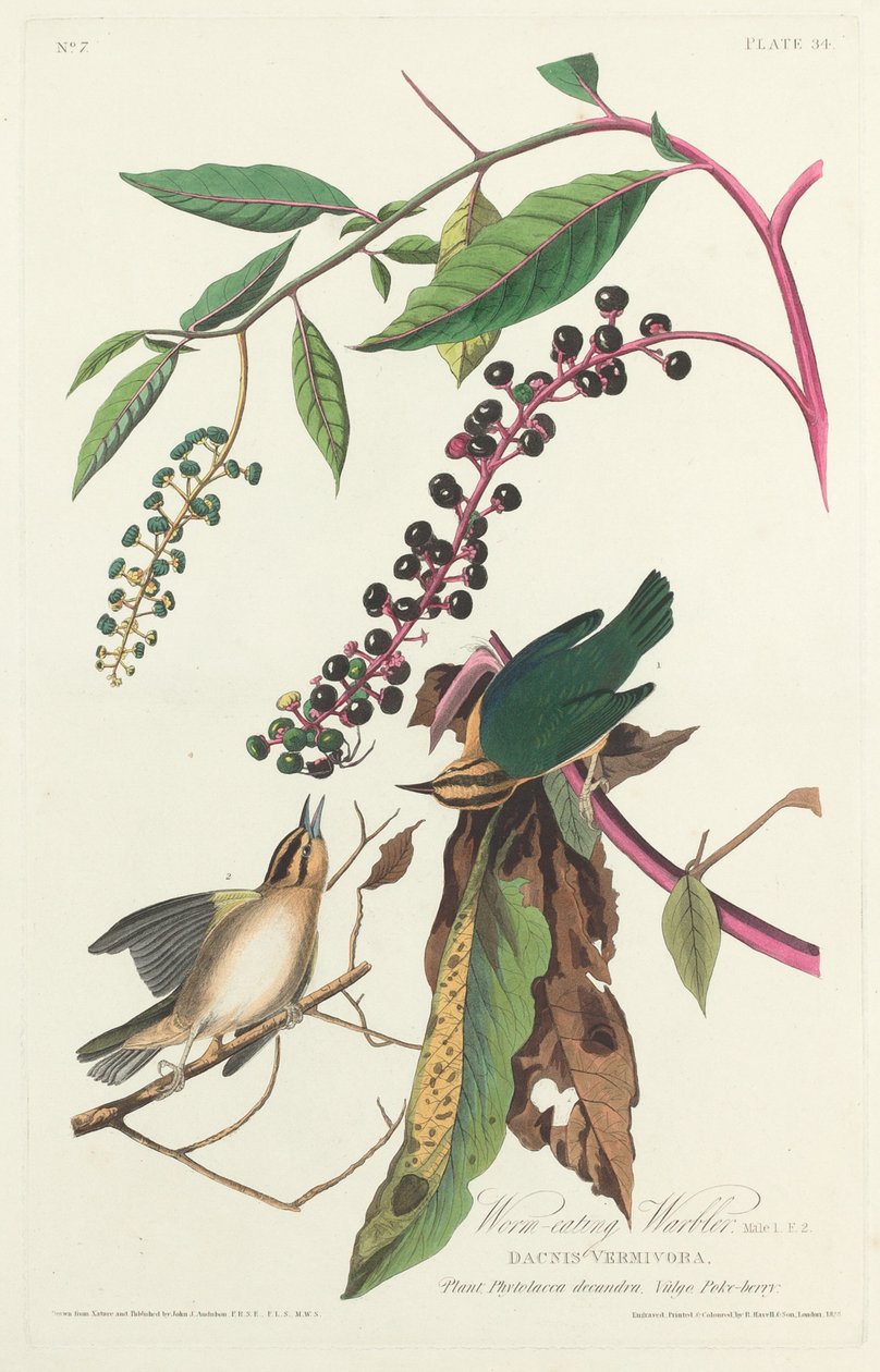 食虫莺，1828年。 作者 罗伯特·哈维尔