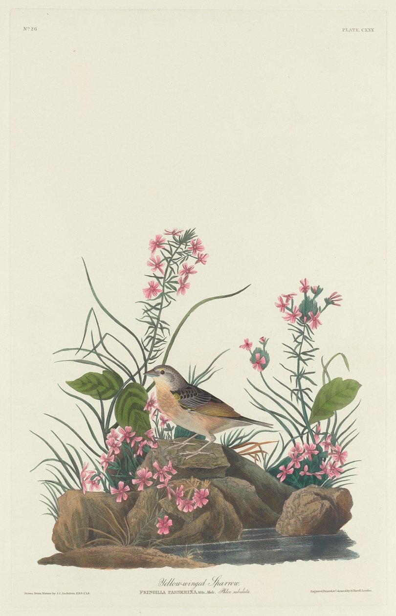 黄翅麻雀，1832年。 作者 罗伯特·哈维尔