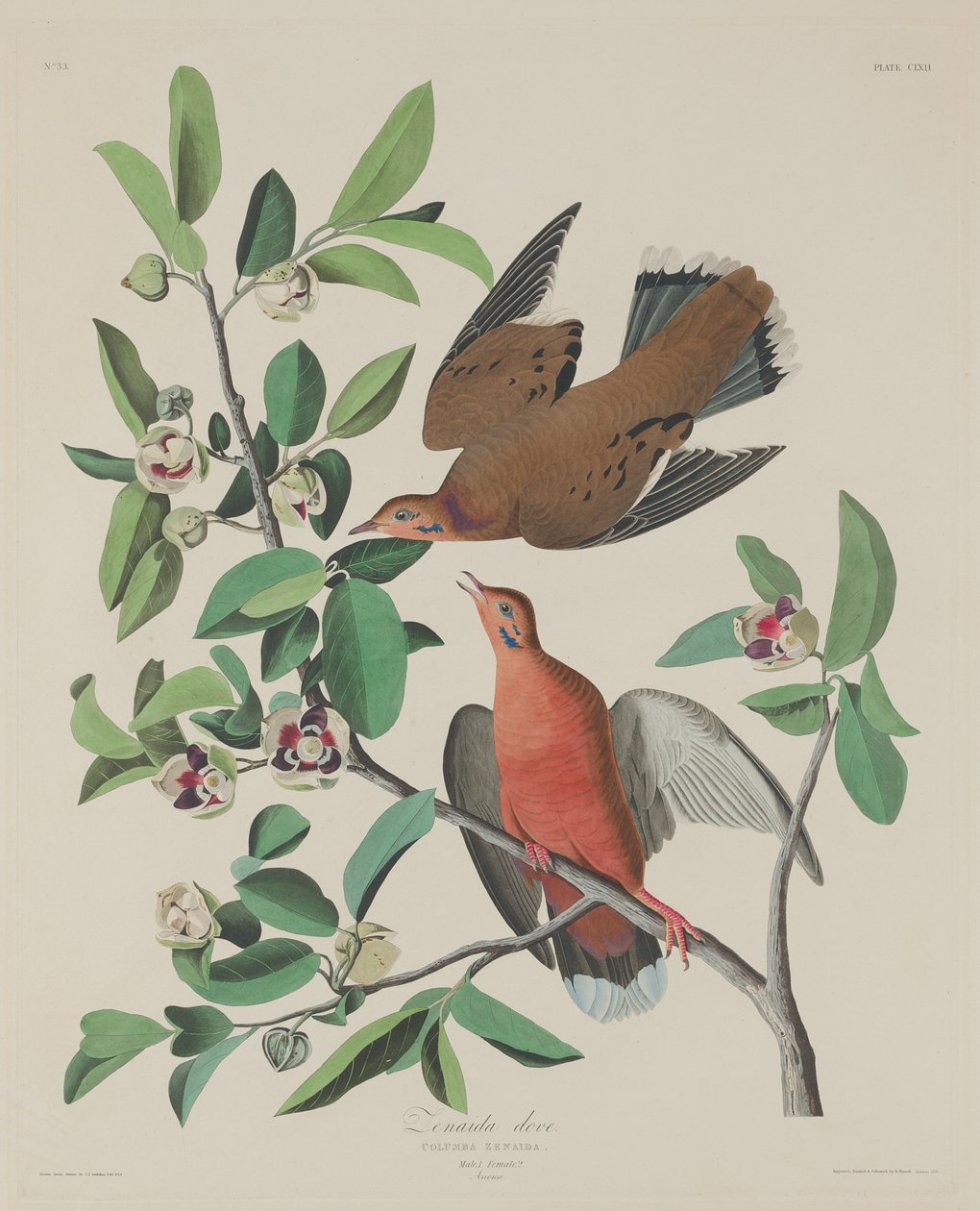 Zenaida Dove，1833年。 作者 罗伯特·哈维尔