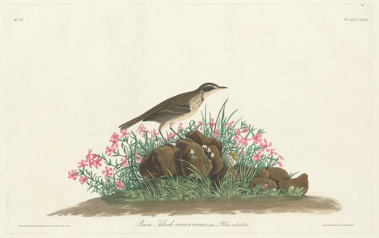 草原蒂特拉克（Prairie Titlark 作者 小罗伯特·哈维尔 (Robert Havell, Jr.) 以约翰·詹姆斯·奥杜邦 (John James Audubon) 命名