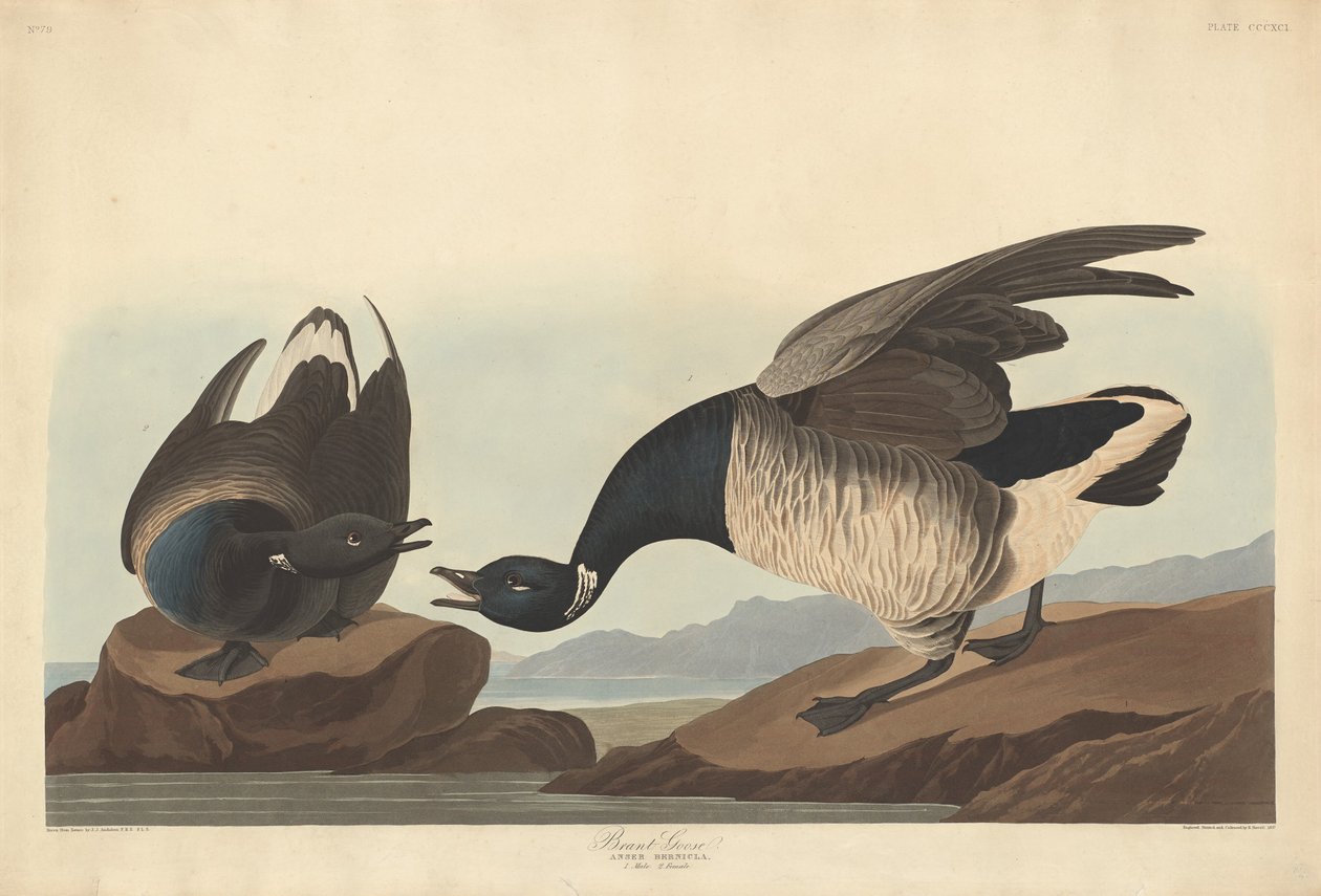 Brant Goose 作者 约翰·詹姆斯·奥杜邦之后的罗伯特·哈维尔