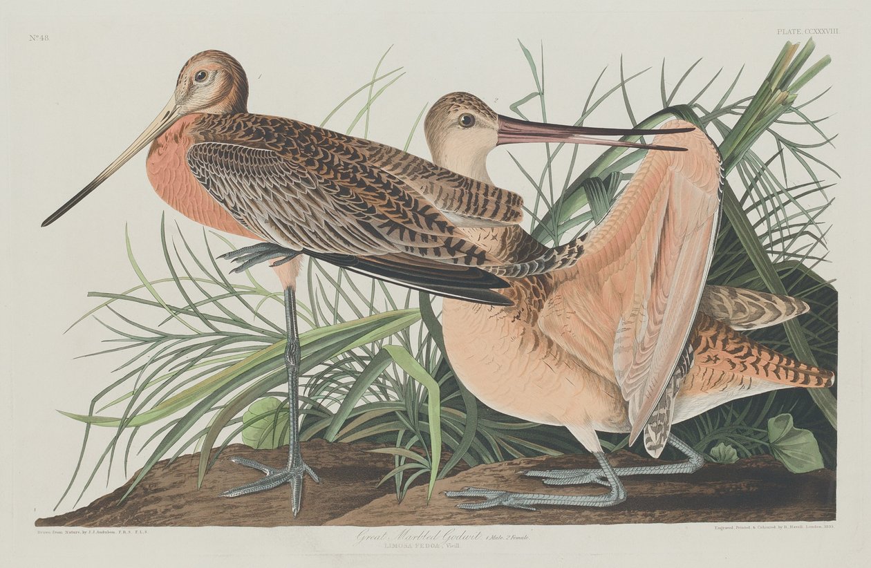 大马bled Godwit 作者 约翰·詹姆斯·奥杜邦之后的罗伯特·哈维尔