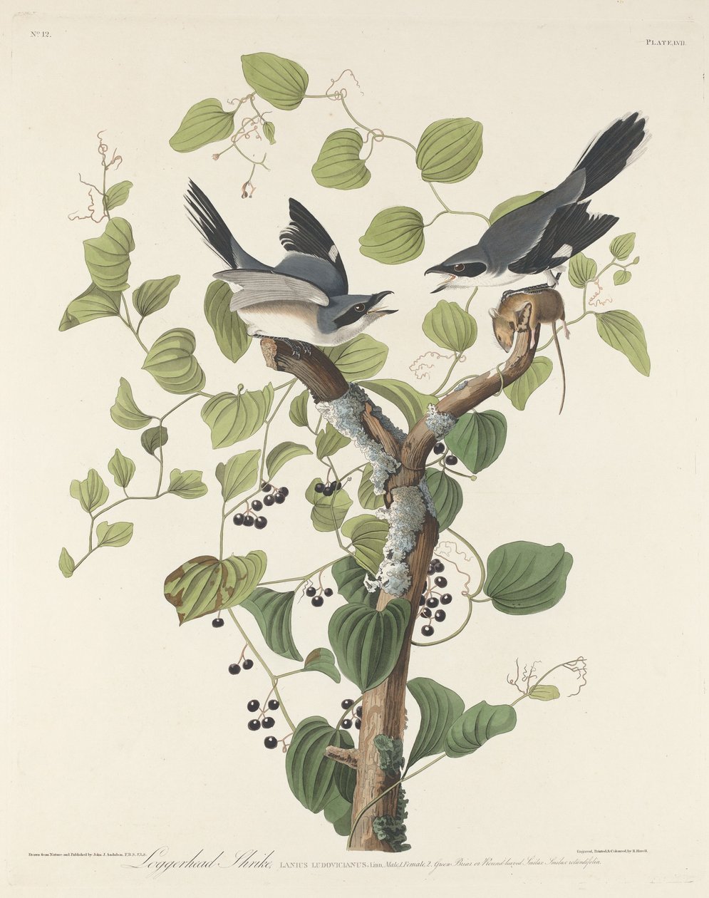 罗格海德鵙（Loggerhead Shrike） 作者 约翰·詹姆斯·奥杜邦之后的罗伯特·哈维尔
