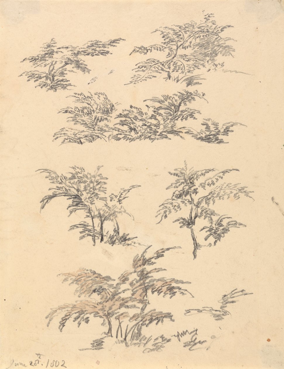 蕨类植物研究 作者 罗伯特·希尔斯