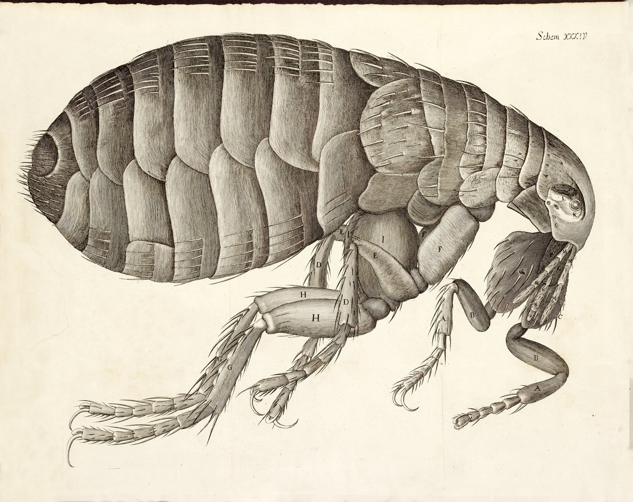 来自Micrographia的跳蚤的横截面，酒吧。 1665年 作者 罗伯特·胡克