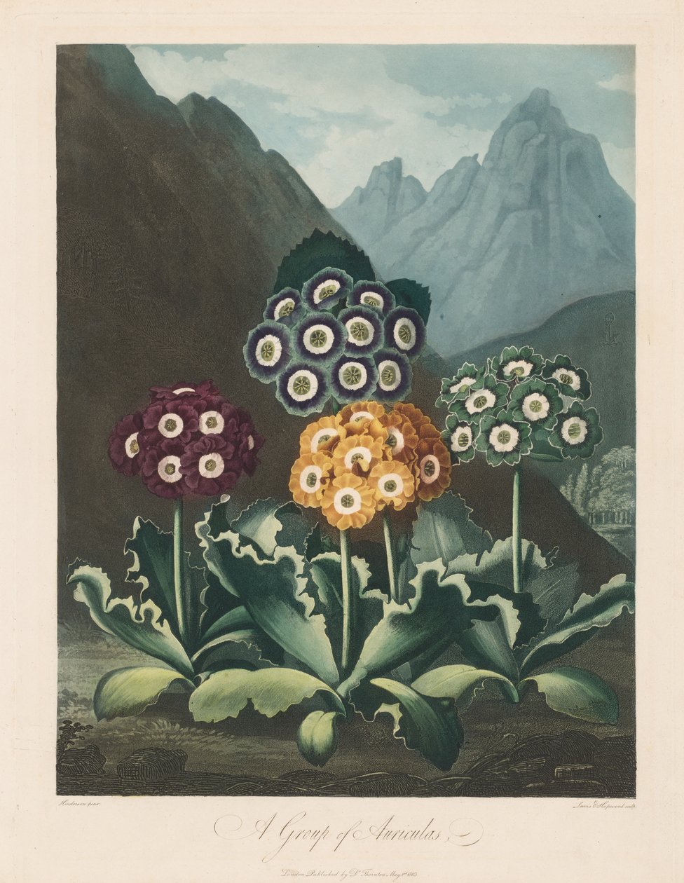 植物群庙或自然花园：一组秋千，1803年。 作者 罗伯特·约翰·桑顿
